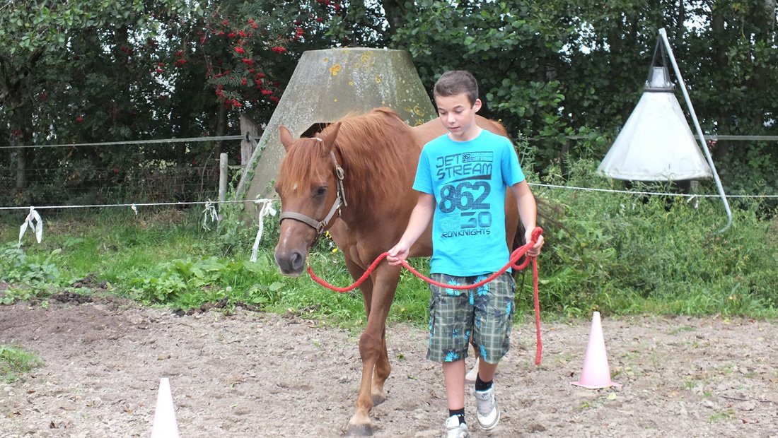 Carin Camp- coachen- paard (12)