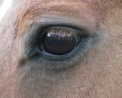 Coachen, paard, oog